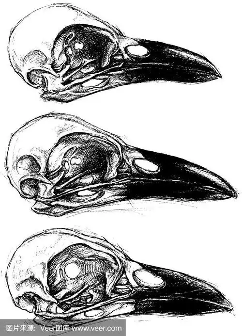 乌鸦的头骨