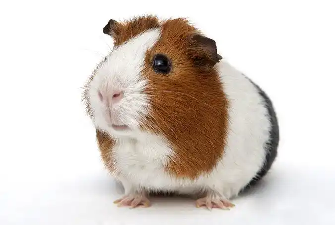 cdc links pet guinea pigs to multistate salmonella outbreak