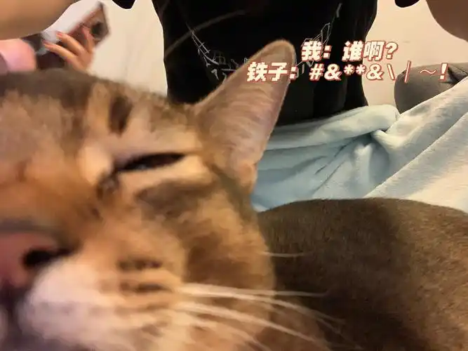 追剧  #猫咪表情包  #阿比西尼亚猫