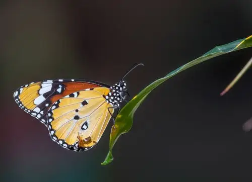 《冬季香港的蝴蝶》