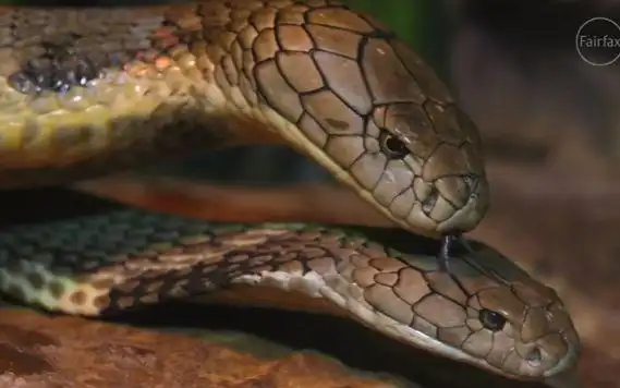 tubemates两亚洲眼镜王蛇在澳大利亚公园肆意交配登上头条