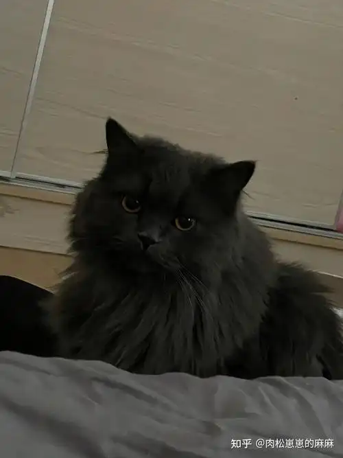 我买的英短为什么是个长毛猫?