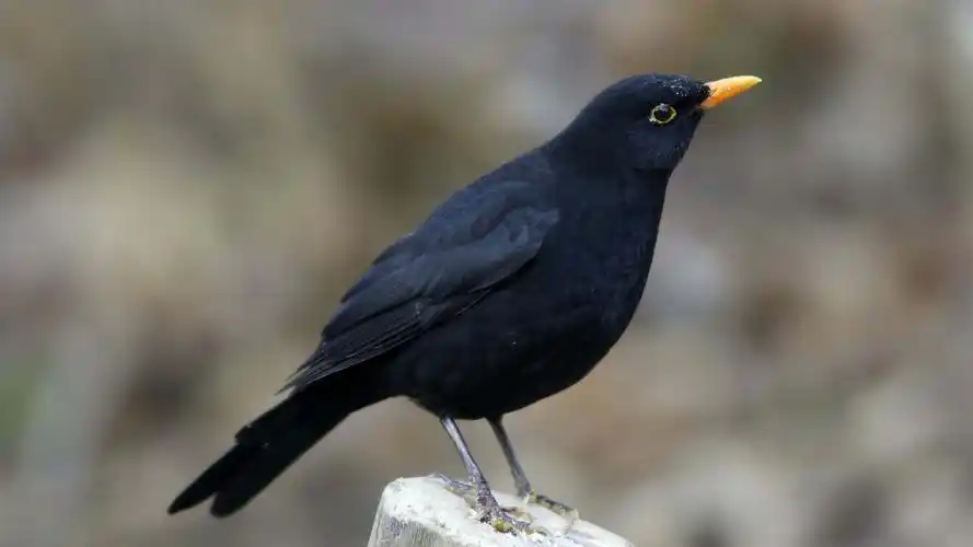 乌鸦停留树桩5k