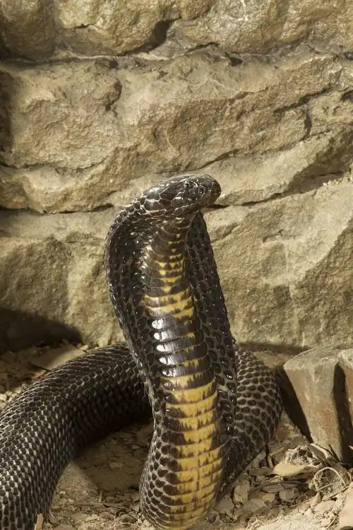 白色背景下埃及眼镜蛇肖像素材-高清图片-摄影照片-寻图免费打包下载