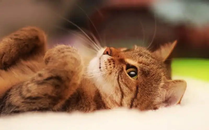 懒散猫咪图片_猫咪的萌样