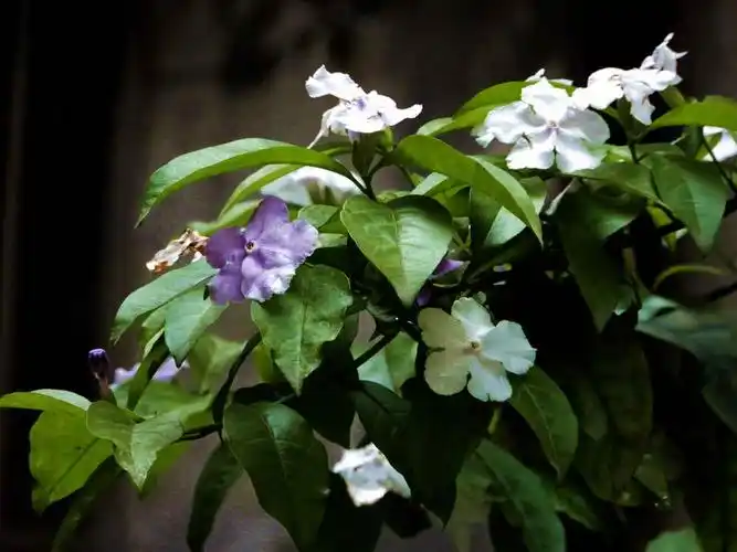 [行行摄摄]变色茉莉