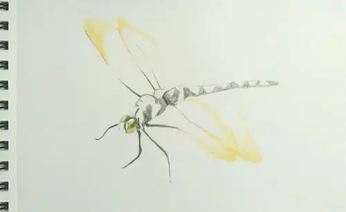 彩铅-步骤 | 我们来画个蜻蜓吧! - 简书