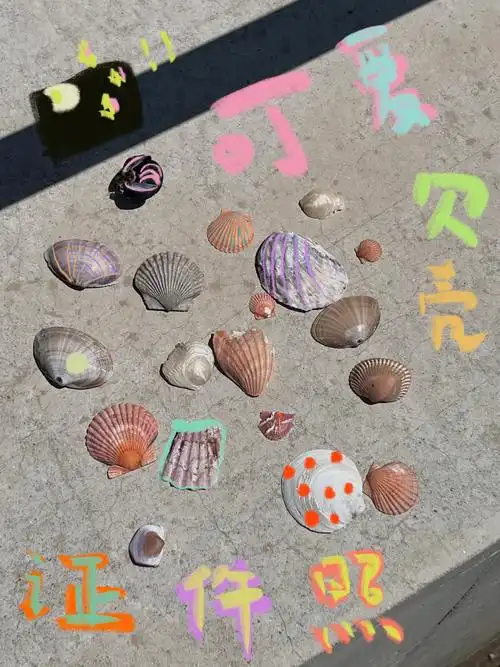 想给朋友都寄一些来自海边的礼物 我觉得偏光的小贝壳是最美的!