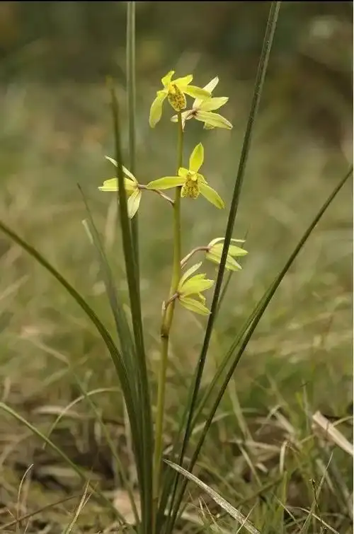"兰花热"对野生兰犯下的罪