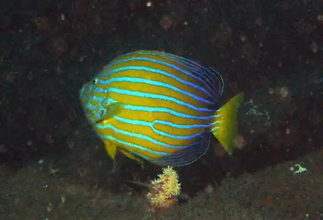 chaetodontoplus septentrionalis 蓝带荷包鱼