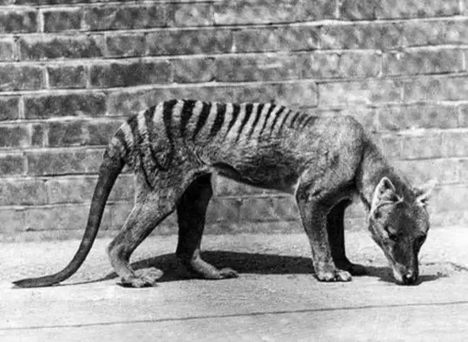 6种怪异的灭绝动物第4种为史前物种仍被目击