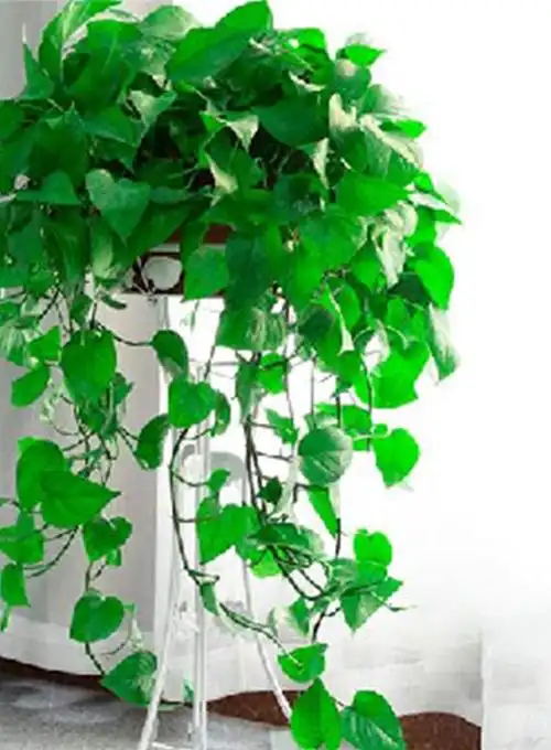 大绿萝吊兰
