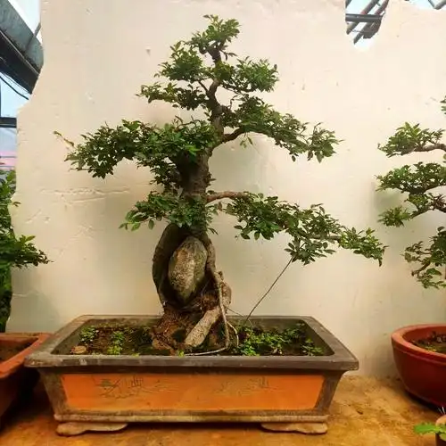 精品榔榆盆景 造型小叶榆树怪桩 榆树老桩盆景 一物一拍——逸旺达