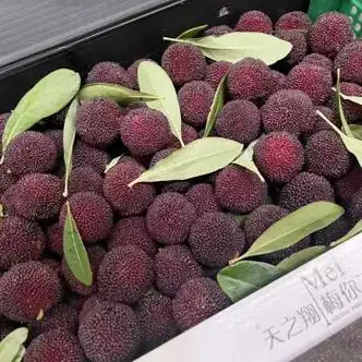 现货云南高山东魁杨梅正宗黑炭4斤礼盒装味鲜多汁新鲜包装随机发4斤