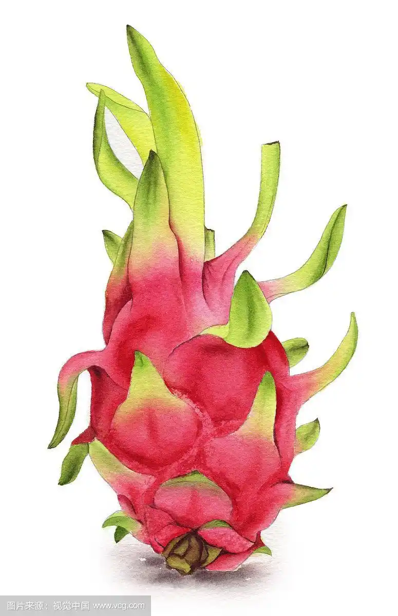 手绘水彩水果火龙果设计素材插画