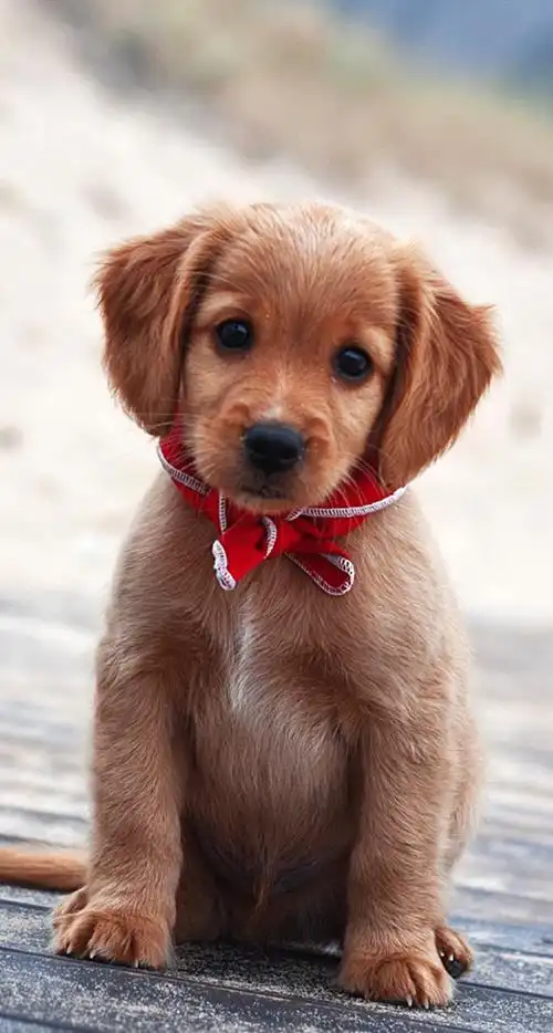 狗狗- 堆糖,美图壁纸兴趣社区