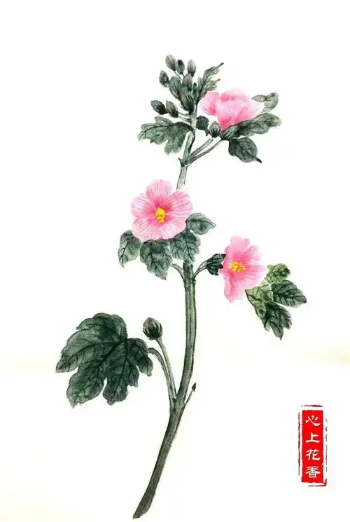 蜀葵花开的,那个夏天