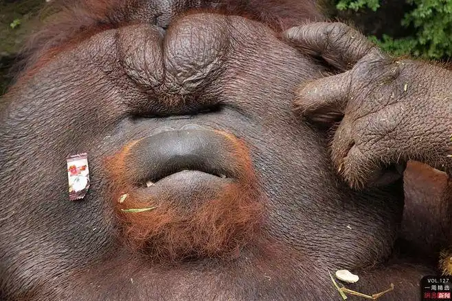 印尼雅加达,印尼ragunan动物园,一只名叫udel的猩猩在挠头.