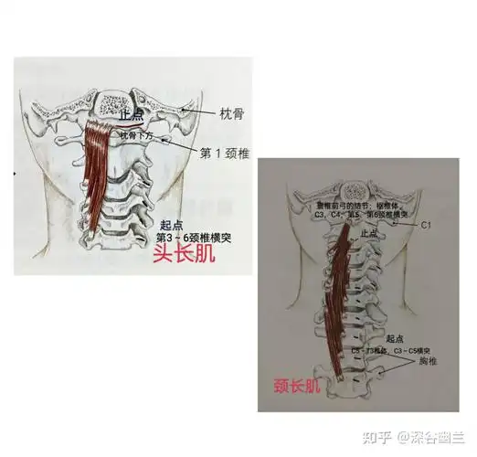 头长肌,颈长肌,头夹肌,颈夹肌,斜方肌(上部纤维),肩胛提肌,胸锁乳突肌