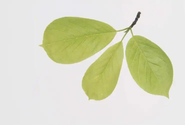 无人,横图,俯视,室内,特写,白天,留白,白色背景,叶子,一排,整齐,绿叶