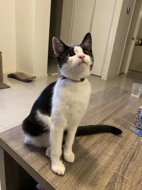 五个月的奶牛猫