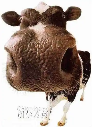 经典搞笑的奇趣动物