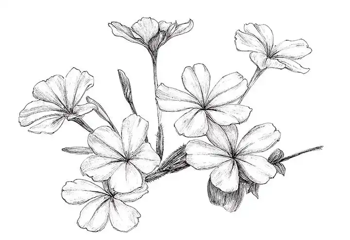 黑白花卉美图欣赏