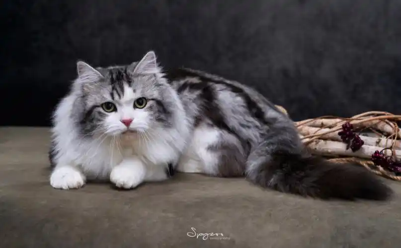 美短长毛 #起司长毛 #美短高地 #起司高地   十三好帅呀,可以接脚配