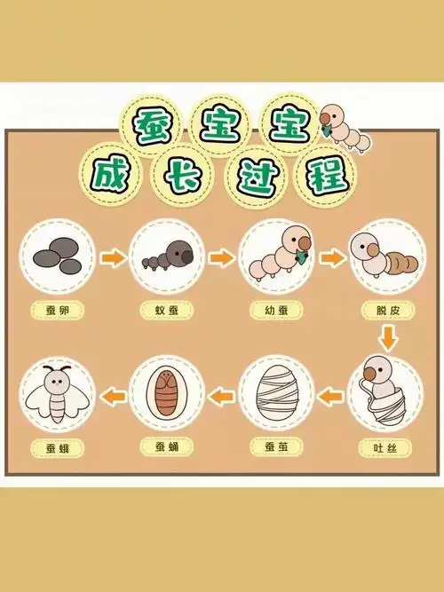 环创篇蚕宝宝成长过程步骤图