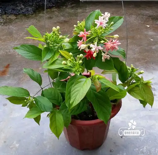 重瓣使君子又名留求子水君子攀爬灌木状观花植物盆栽易养花期长