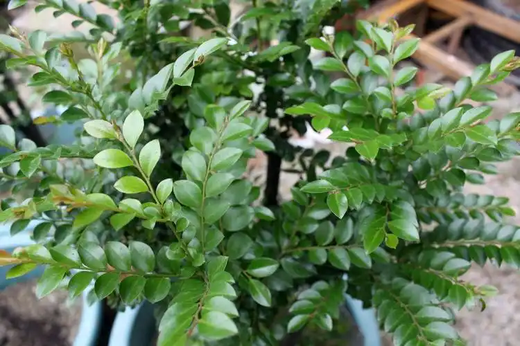 黑檀(黑骨香)的栽培养护