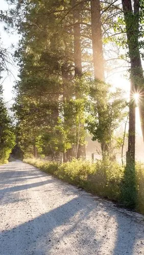 路,树木,太阳光线,河流,早晨