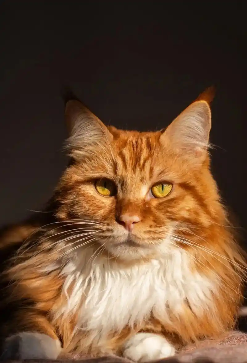 一只橘色的缅因猫,拍照的时候有点像只小狮子,表情沉着,冷静,内敛.