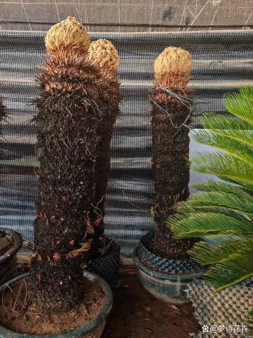 开花铁树,百年一遇,铁树开花,哑巴说话.