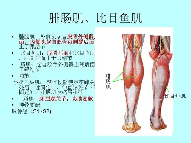 腿疼元凶之一 小腿三头肌