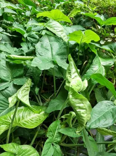 分裂成五裂的掌状叶.