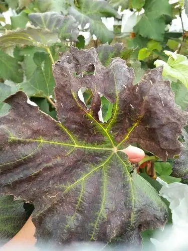 各位老师看看是病还是缺磷肥,新叶上面葡萄叶子一大片都这样是怎么