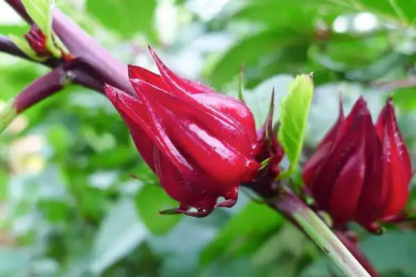 洛神花功效多重,喝洛神花茶降血脂,胆固醇又防癌