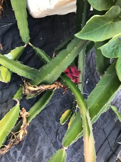 第一次吃上自家种的火龙果啊啊啊啊感动