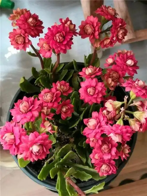 80个长寿花品种,全都美极了,只养1盆真的不够吗(花朵最大的长寿花品种