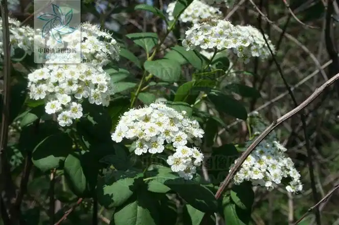 蔷薇科,绣线菊属 a href="#" data-lemmaid="1520017">灌木 /a>,高