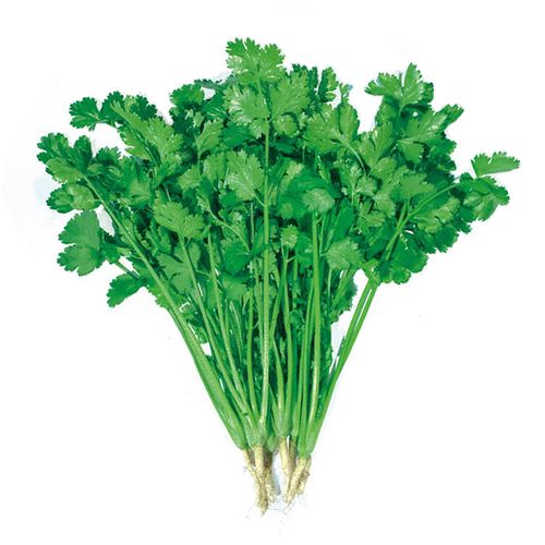 蔬菜种子四季草莓阳台盆栽农家春季黄瓜西瓜辣椒葱生菜香菜种籽孑