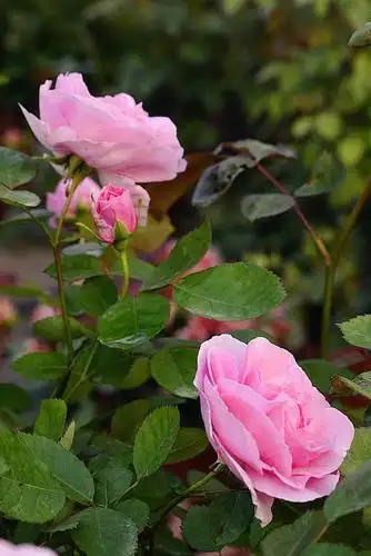 日本月季花见小路,去年秋天爆盆后试着没深度修剪,今天开花图 - 月季,