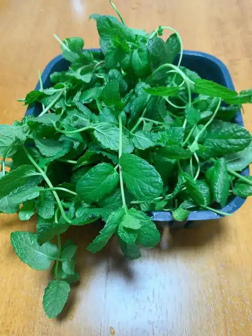 家里薄荷吃不完的姐妹看过来