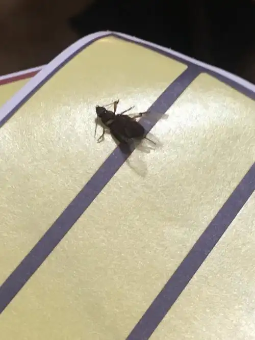 这是什么虫子,会飞但不快,爬的挺快,这东西出现在家里多次,怎么根除