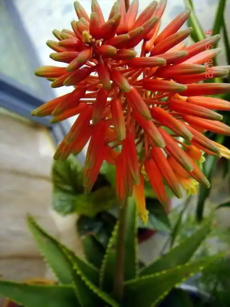 海虎兰(翠绿芦荟,库拉索芦荟)