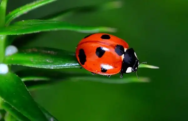 【图】七星小瓢虫 - 蜂鸟摄影论坛