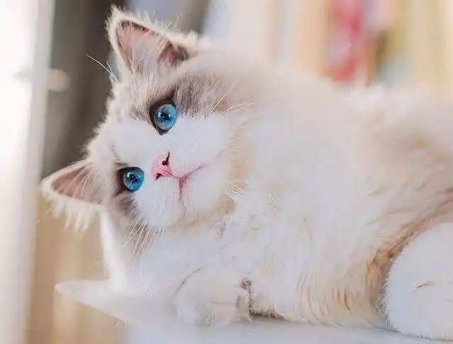 一只布偶猫多少钱养布偶猫的七大益处