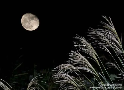 月光下你在我的思念里