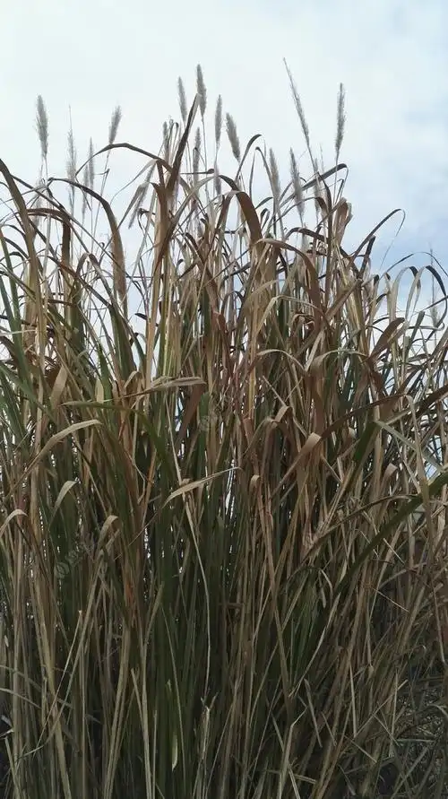 在路边发现的大量巴毛,听说可以做浮漂有要的没!